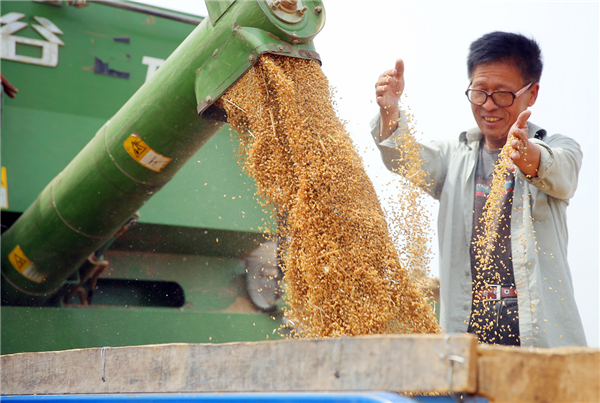 陕西渭南423万亩小麦开镰收割