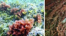 红藻提取物可抑制病毒感染细胞
