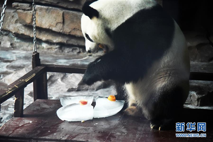 济南：大熊猫乐享清凉一夏
