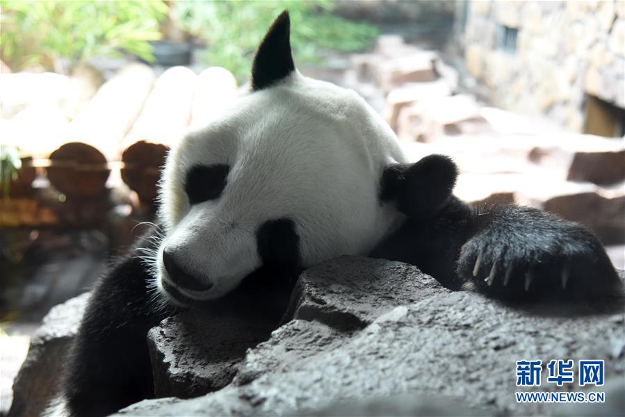 济南：大熊猫乐享清凉一夏