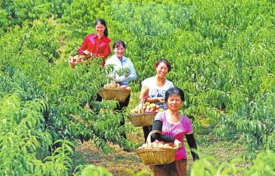 【中原优品-图片】禹州发展生态种植 助民脱贫增收