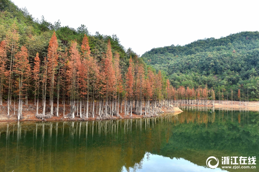 吕斌 摄)12月6日下午,义乌赤岸镇朝阳水库深处,大片水杉在清水映衬下