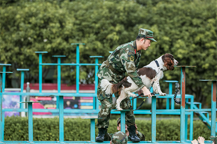 《奇兵神犬》"阿贝"再为沙溢争光(图)