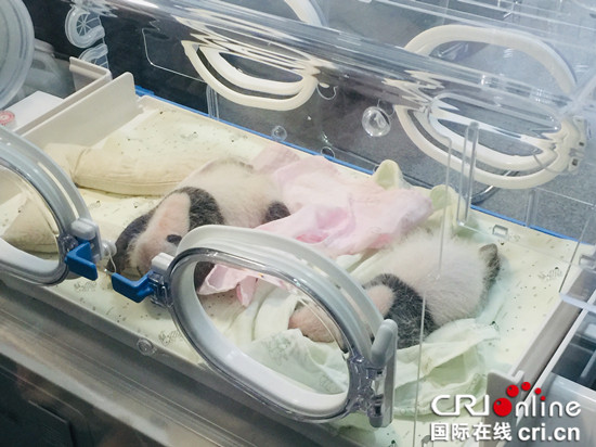 （在文中作了修改）【CRI专稿 列表】重庆动物园两只大熊猫同日诞下双胞胎
