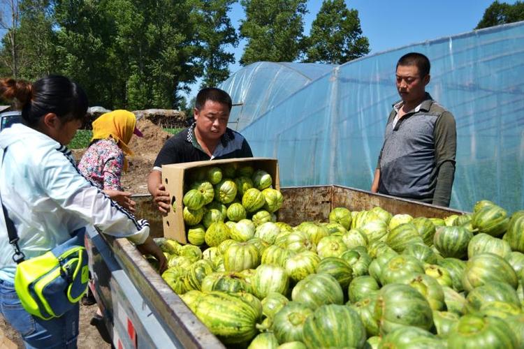 吉林省德惠市：布海香瓜日销售达1000吨