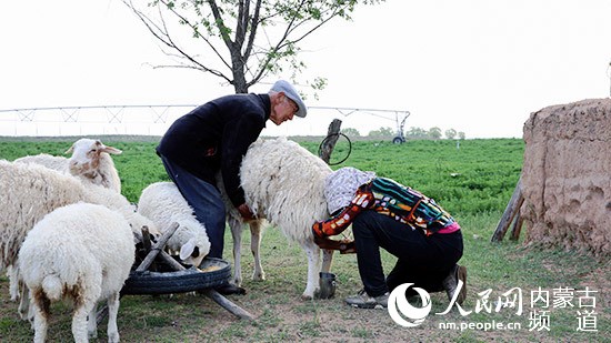 草原深處的“流動(dòng)扶貧羊”