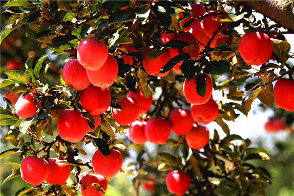 【A】陕西洛川：全方位推进苹果产业高质量发展