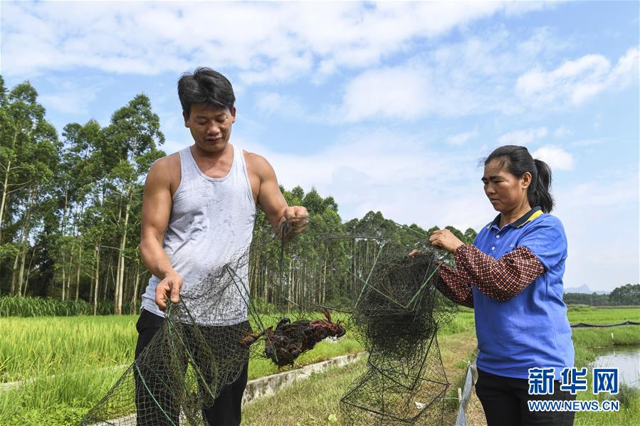 广西武宣:稻虾轮作助农增收