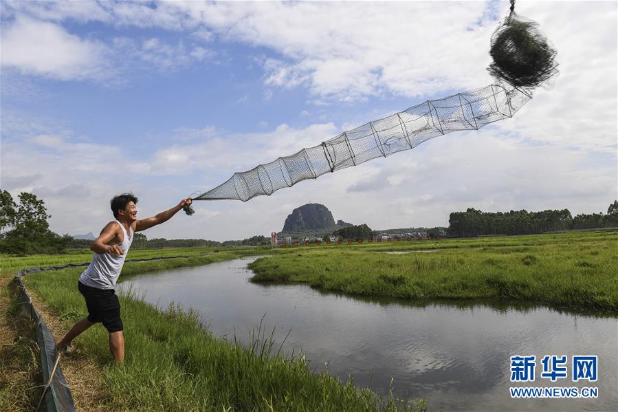 广西武宣:稻虾轮作助农增收