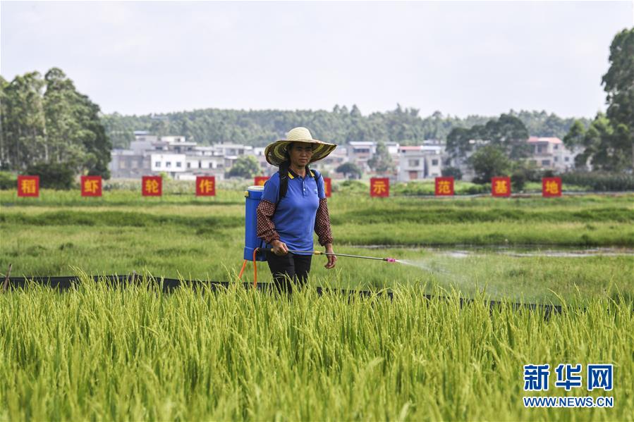 广西武宣:稻虾轮作助农增收