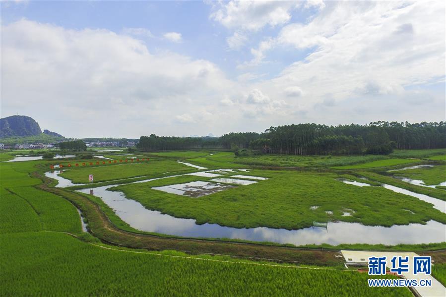 广西武宣:稻虾轮作助农增收