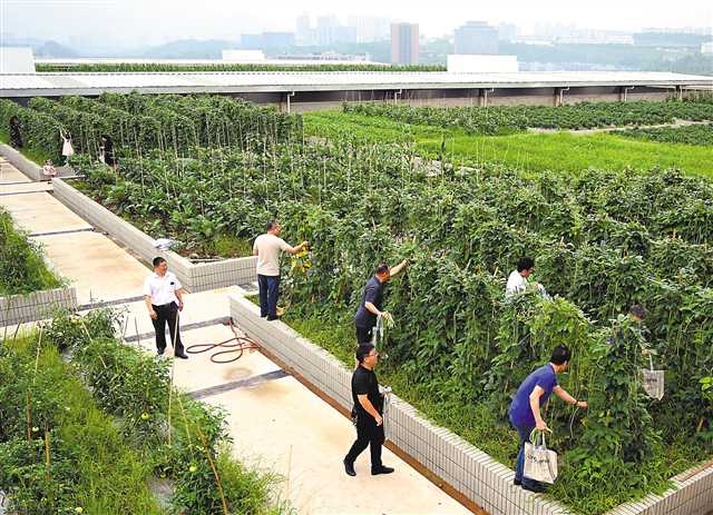 【城市远洋】【焦点图】揭秘重庆最大屋顶菜园