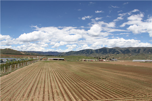 图片默认标题_fororder_高原生态萝卜长出幼苗