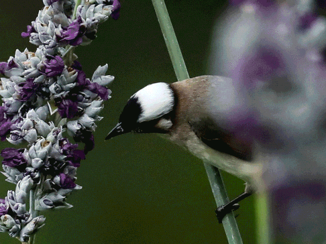 （转载）成都龙泉山：城市之巅