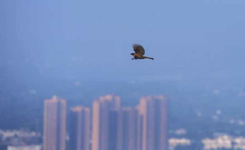 （转载）成都龙泉山：城市之巅