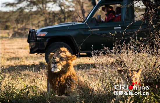 中国“狮子王”讲述非洲野生动物保护故事