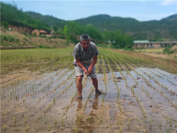 【A】陕西省延安市富县：水稻种植助力农户奔小康
