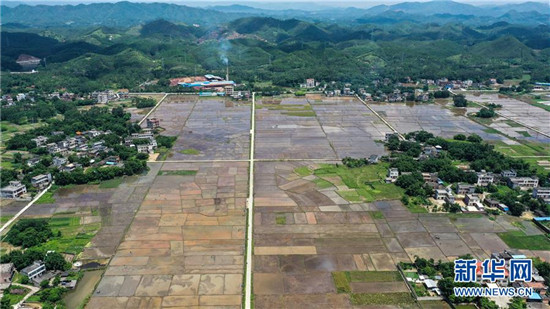 这是7月17日无人机拍摄的钦州市钦南区康熙岭镇横山村的夏季稻田.