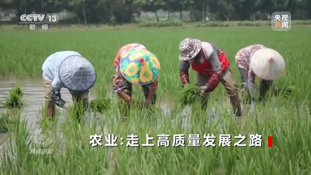 焦点访谈丨农业:走上高质量发展之路