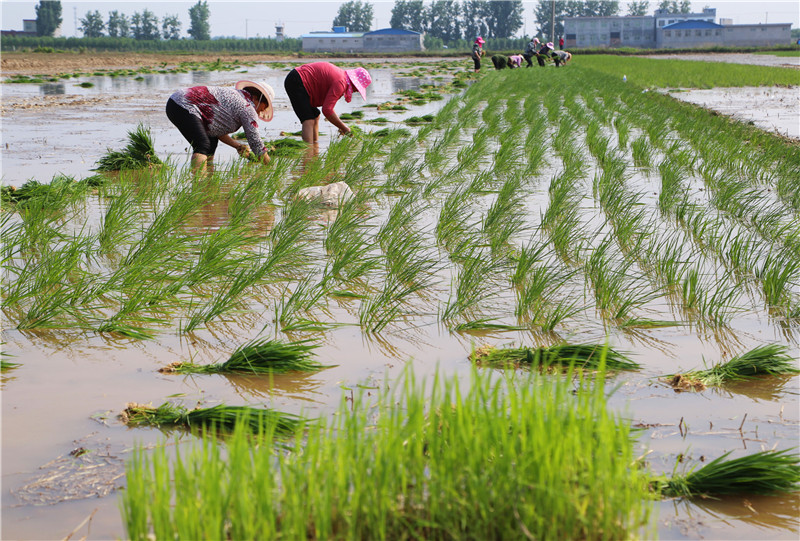 （有修改）【B】平顶山市宝丰县： 水稻种植促增收 鱼米之乡入画来