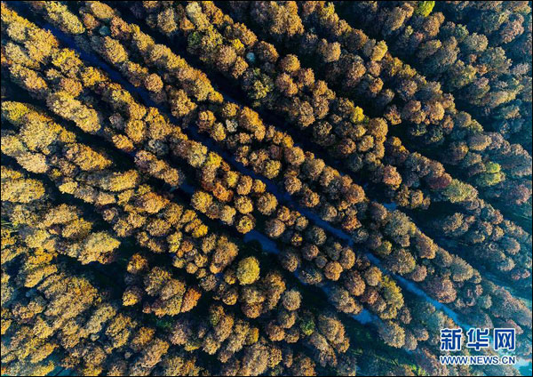 ทัศนียภาพป่าไม้บนน้ำ เมืองซิงฮั่ว มณฑลเจียงซู