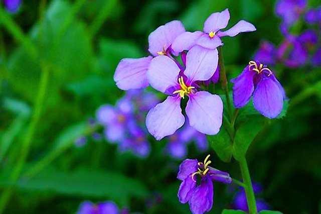 图片默认标题_fororder_jpjingji20171212-1-1-640my