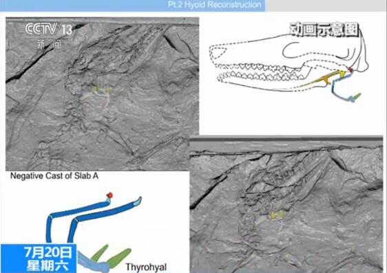 我国发现迄今最早有完整舌骨的原始哺乳动物化石