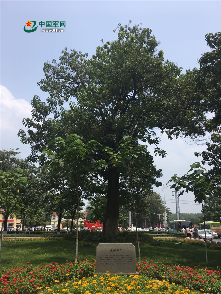 【精神的力量·新时代之魂】兰考：一棵树的生长，一座城的蜕