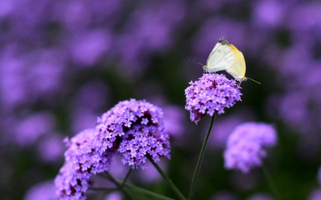 图片默认标题_fororder_20-3