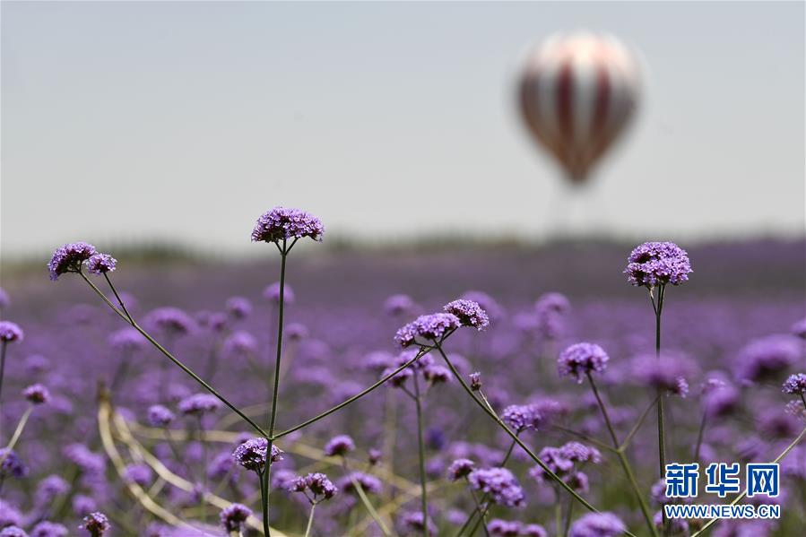 宁夏银川:沙漠花海 宁夏银川:沙漠花海