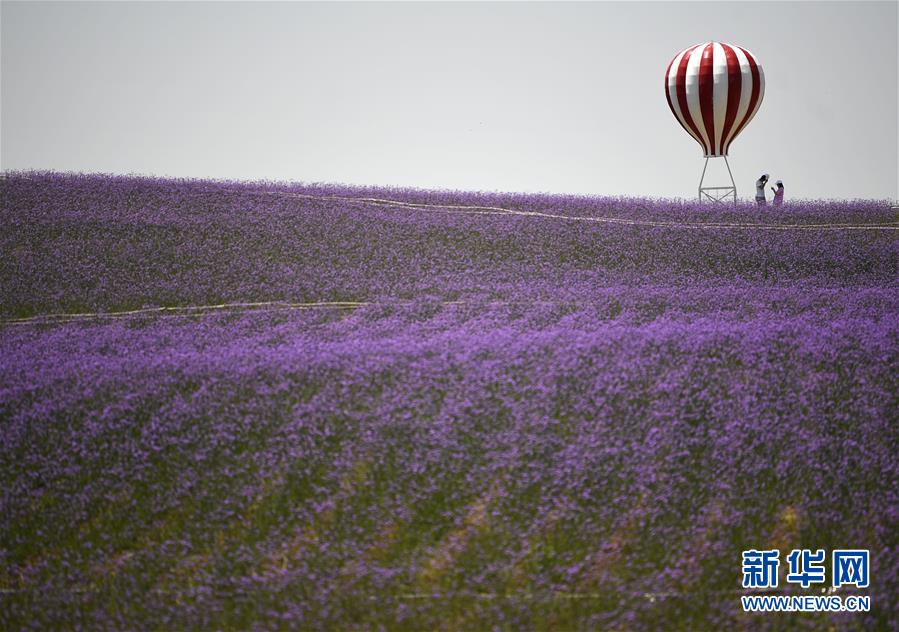 宁夏银川:沙漠花海 宁夏银川:沙漠花海