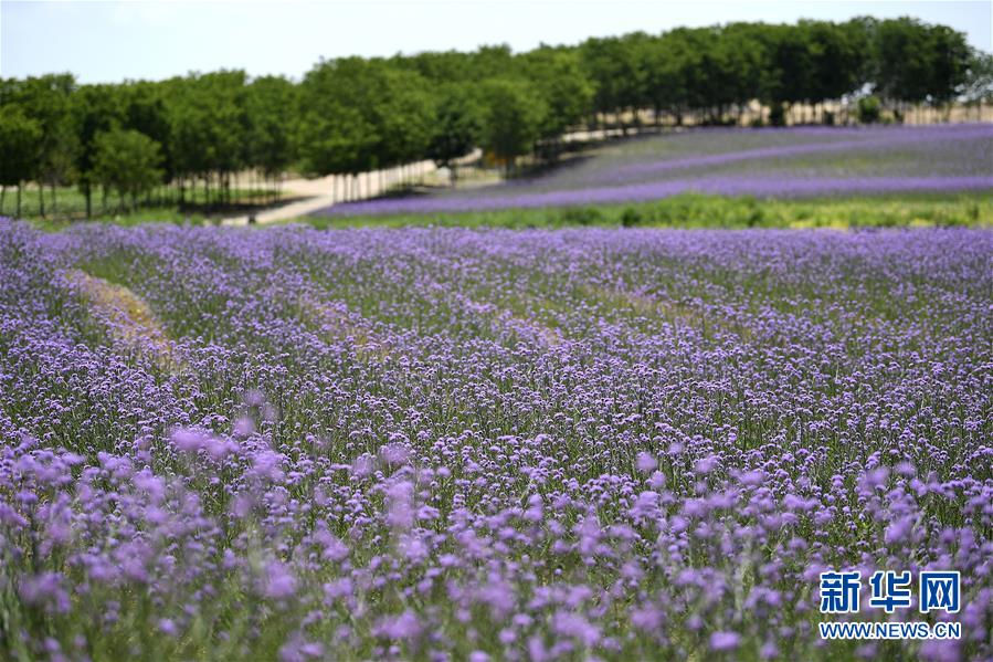 宁夏银川:沙漠花海 宁夏银川:沙漠花海