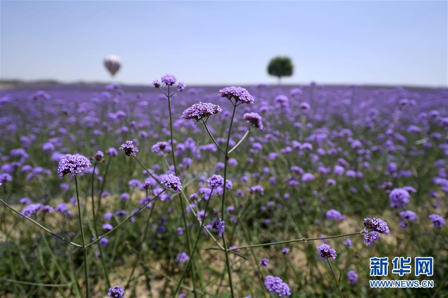 宁夏银川:沙漠花海 宁夏银川:沙漠花海