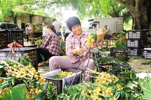 黄皮果变“黄金果” 村民致富有奔头