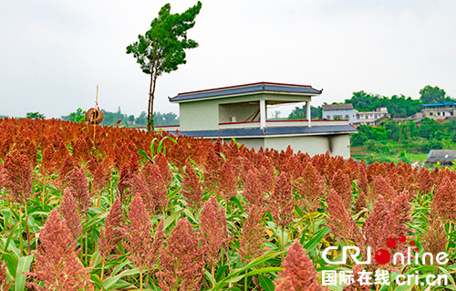 图片默认标题_fororder_4富顺县龙万乡高粱产业基地（摄影-廖志全）