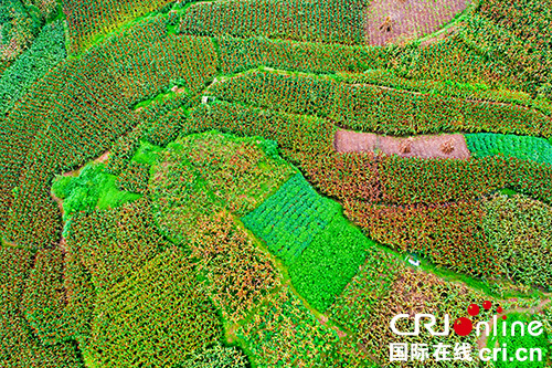 图片默认标题_fororder_3富顺县宝庆乡高粱产业基地（摄影-廖志全）