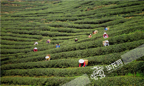 江津挖掘出蕴藏在长寿秘诀里的33亿富硒商机