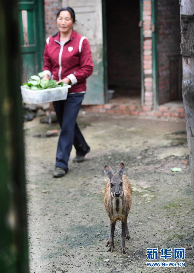 五代人不忘初心 七十载深耕林海(组图)