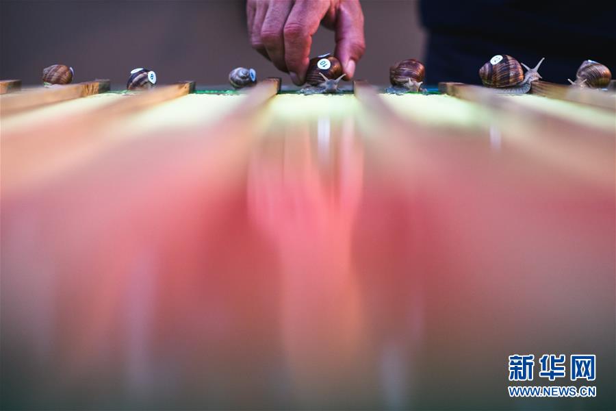 蜗牛赛跑锦标赛