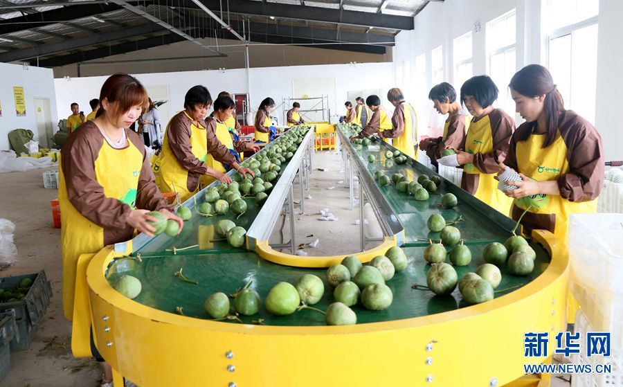 【焦点图-大图】【移动端-轮播图】大学生返乡创业 开启“甜蜜”致富路