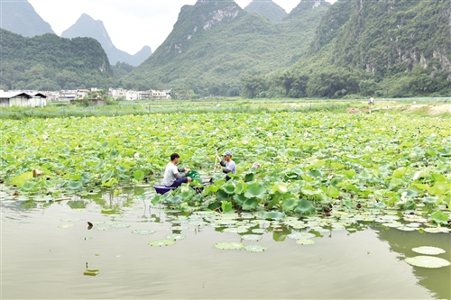 上林县探索新型种养模式壮大特色扶贫产业