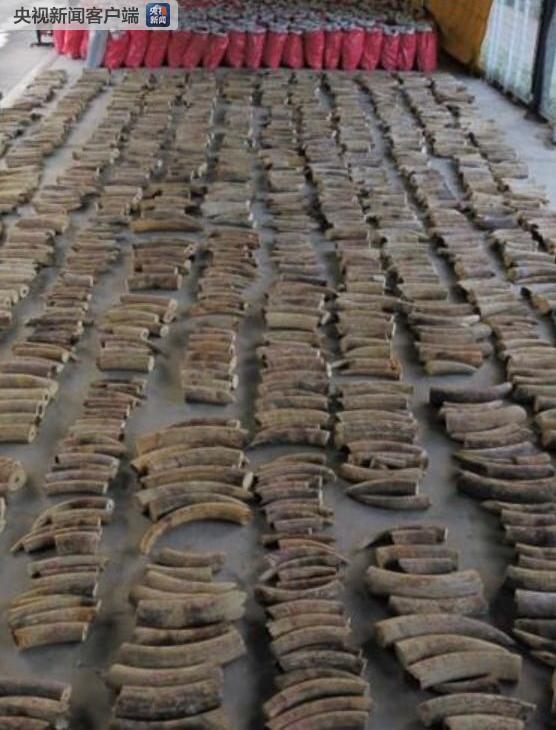 新加坡与中国海关联合破获特大象牙走私案 查获象牙8.8吨