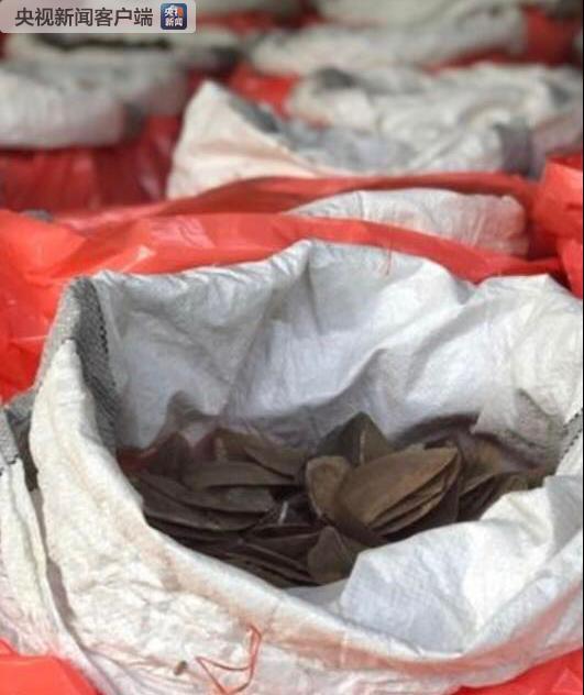 新加坡与中国海关联合破获特大象牙走私案 查获象牙8.8吨
