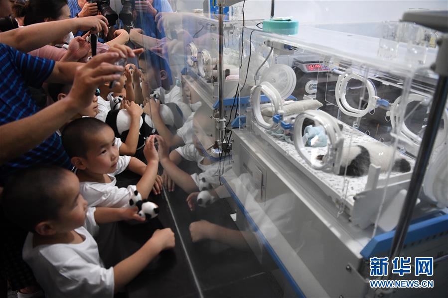 重庆：为两对双胞胎大熊猫宝宝举行满月庆典