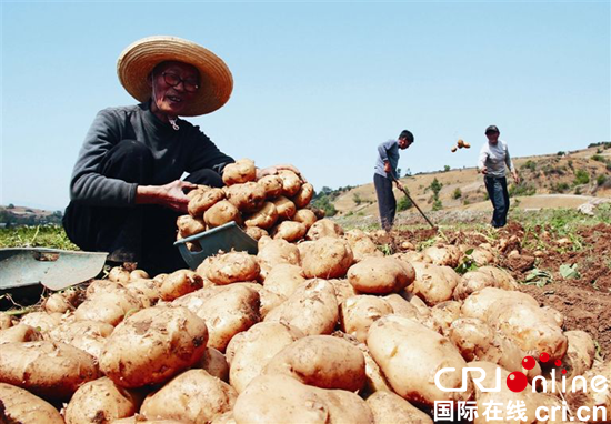 贵州省毕节市威宁： “小土豆”变为农民增收致富的“大产业”