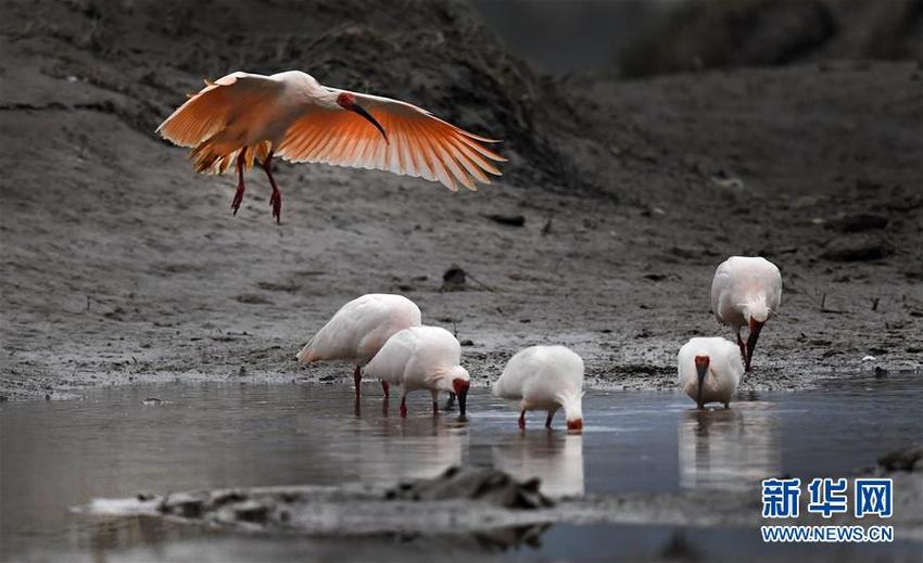 图片默认标题_fororder_burung