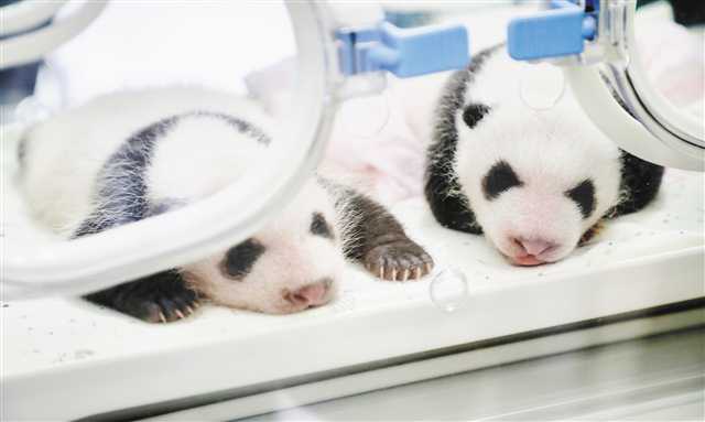 【聚焦重庆】重庆动物园四只大熊猫宝宝面向全球征名