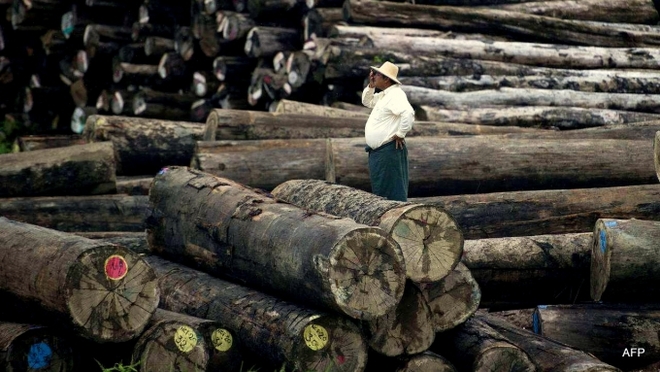 သစ္ေတာထိန္းသိမ္းရန္ အျမတ္အစြန္းမ်ားသည့္ သစ္ခုတ္လုပ္ငန္းကို အစိုးရသစ္ စတင္ပိတ္ပင္