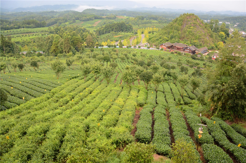 贵州金花村：茶旅一体 推动农旅融合发展