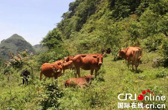贵州荔波“生态牛”成为特色产业　带动群众增收致富